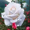 white.rosa7