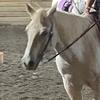 addie.equestrian4