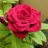 raissa.feza5