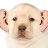 phoenixdev39