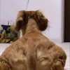 dthaoxalpha08z