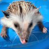 Half & Half The Hedgehog 🦔