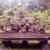 Pramono Djati