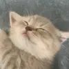 kitttyyy___0.0