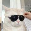 funny-petlover896