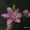ng.anh_38