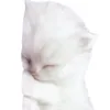ssilvvv2