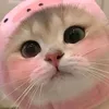dipnguyn4745