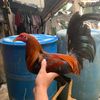 doicellafarm
