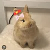 nina_0979231290