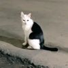 puki3114