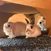 bramble.pomme.elvis