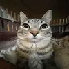 iarky1