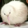kiwiwiwi41