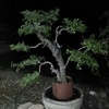 heri.bonsai8