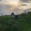 colliecross1
