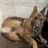 itsmedapewieetee