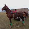 arman_99