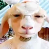 javesonpiamonte