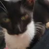 el.gatito8268