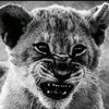 pandomez_1
