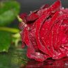 shihabsingal0