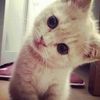 cutessfai4ik