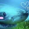 uwu.shark