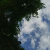 nay06545