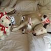 bull_terrier8