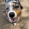zola.the.pup