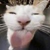 matincat1