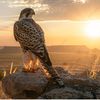 استديو شيلات قطر