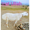 izat.ullah1601