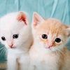 mustafa.khan8733