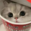 qingqing018