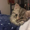 gattomondo