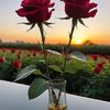 faiza.mukhtar64