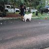 sriwayhu2