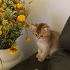 british.shorthair.nabaat