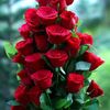 faruk3949