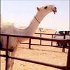 الـــوبـال