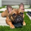 GiGi 🐾