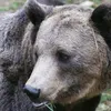 nikolai_the_bear