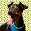 ithan.o.pinscher0