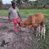 agriculture.elevage