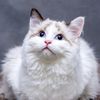 lovepets115