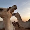saudi_14