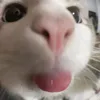 she_poziomka