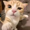 ashletott